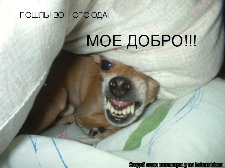 Котоматрица: ПОШЛЫ ВОН ОТСЮДА! МОЕ ДОБРО!!!