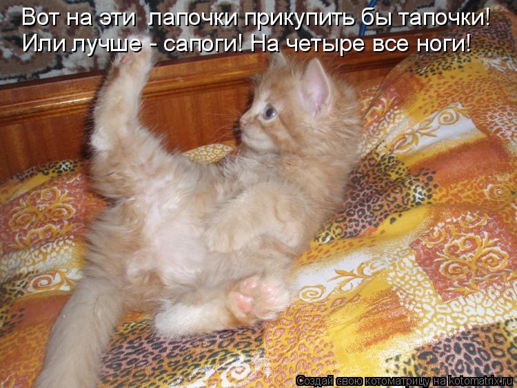 Вот на эти лапочки прикупить бы тапочки! Или лучше - сапоги! На четыре все ноги!... Котоматрица: Вот на эти лапочки прикупить бы тапочки! Или лучше - сапоги! На четыре все ноги!