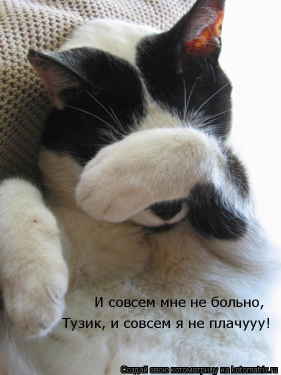 Котоматрица: И совсем мне не больно,  Тузик, и совсем я не плачууу!