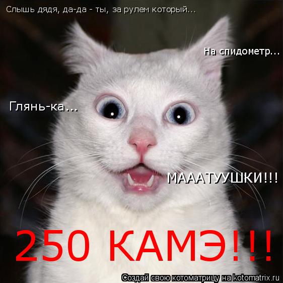 Котоматрица: Слышь дядя, да-да - ты, за рулем который... На спидометр... Глянь-ка... МАААТУУШКИ!!! 250 КАМЭ!!!