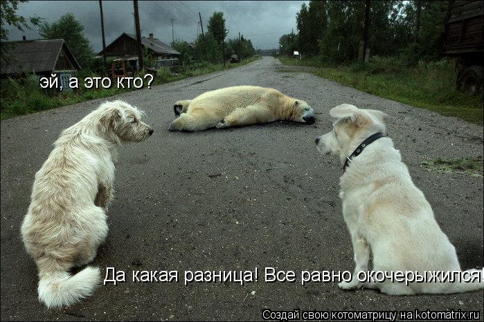 Котоматрица: эй, а это кто Да какая разница! Все равно окочерыжился!!! эй, а это кто?