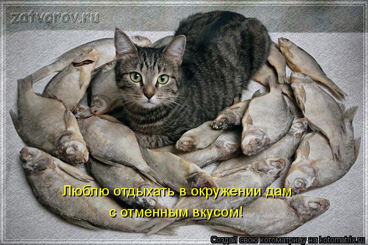 Люблю отдыхать в окружении дам с отменным вкусом!... Котоматрица: Люблю отдыхать в окружении дам с отменным вкусом!