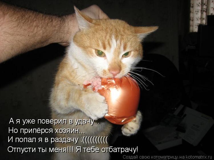 Котоматрица: А я уже поверил в удачу... Но припёрся хозяин... И попал я в раздачу :(((((((((( Отпусти ты меня!!! Я тебе отбатрачу!
