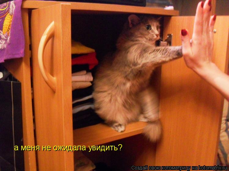 Котоматрица: а меня не ожидала увидить?