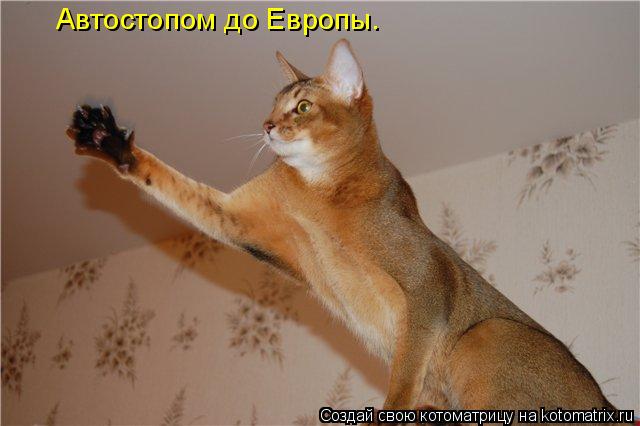 Котоматрица: Автостопом до Европы.