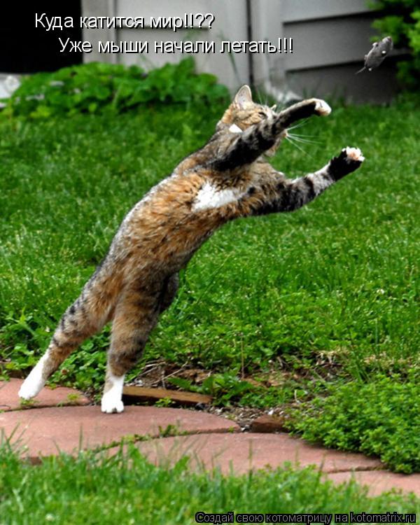 Котоматрица: Куда катится мир!!?? Уже мыши начали летать!!!