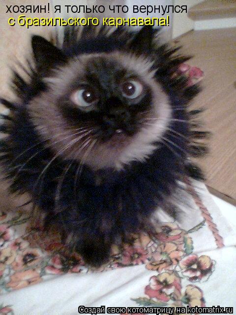 Котоматрица: хозяин! я только что вернулся с бразильского карнавала!