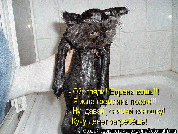 - Ой, гляди! Едрёна вошь!!! Я ж на гремлина похож!!! Ну, давай, снимай киношку! Кучу денег загребёшь!... Котоматрица: - Ой, гляди! Едрёна вошь!!! Я ж на гремлина похож!!! Ну, давай, снимай киношку! Кучу денег загребёшь!