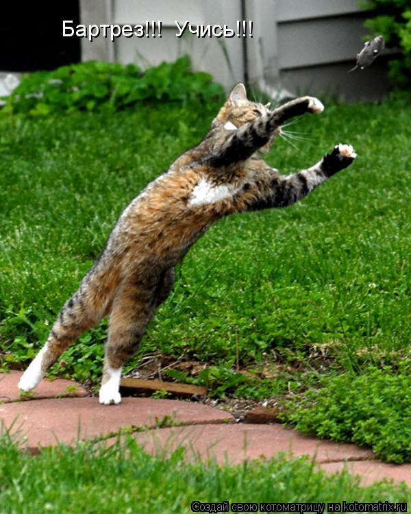 Бартрез!!! Учись!!!... Котоматрица: Бартрез!!! Учись!!!