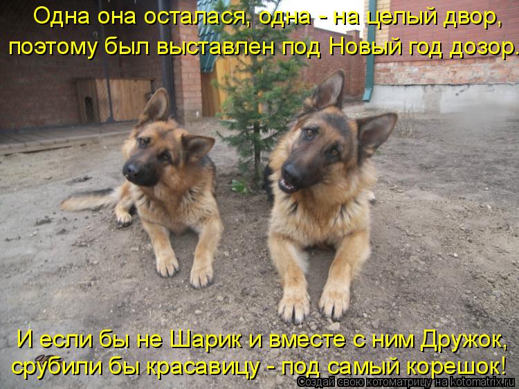 Одна она осталася, одна - на целый двор, поэтому был выставлен под Новый год дозор. И если бы не Шари... Котоматрица: Одна она осталася, одна - на целый двор, поэтому был выставлен под Новый год дозор. И если бы не Шарик и вместе с ним Дружок, срубили бы красав