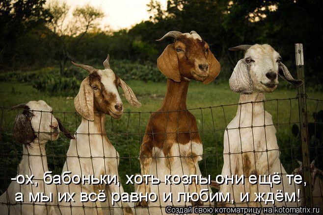-ох, бабоньки, хоть козлы они ещё те, -ох, бабоньки, хоть козлы они ещё те, а мы их всё равно и люб... Котоматрица: -ох, бабоньки, хоть козлы они ещё те, -ох, бабоньки, хоть козлы они ещё те, а мы их всё равно и любим, и ждём!