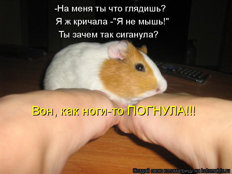 -На меня ты что глядишь? Я ж кричала -"Я не мышь!" Ты зачем так сиганула? Вон, как ноги-то ПОГНУЛА!!!... Котоматрица: -На меня ты что глядишь? Я ж кричала -"Я не мышь!" Ты зачем так сиганула? Вон, как ноги-то ПОГНУЛА!!!