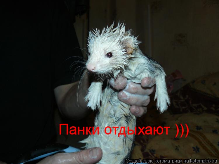 Панки отдыхают )))... Котоматрица: Панки отдыхают )))