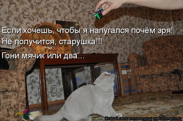 Если хочешь, чтобы я напугался почём зря! Не получится, старушка!!! Гони мячик или два...... Котоматрица: Если хочешь, чтобы я напугался почём зря! Не получится, старушка!!! Гони мячик или два...