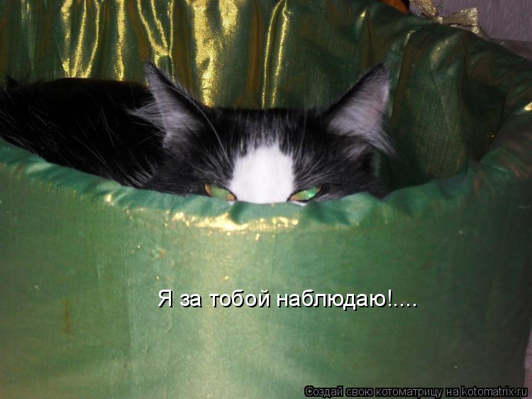 Я за тобой наблюдаю!....... Котоматрица: Я за тобой наблюдаю!....