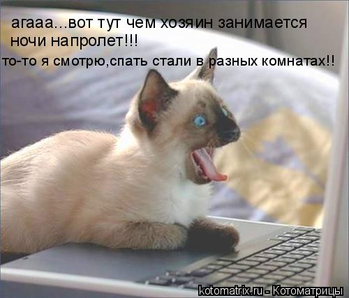 Котоматрица: агааа...вот тут чем хозяин занимается ночи напролет!!! то-то я смотрю,спать стали в разных комнатах!!