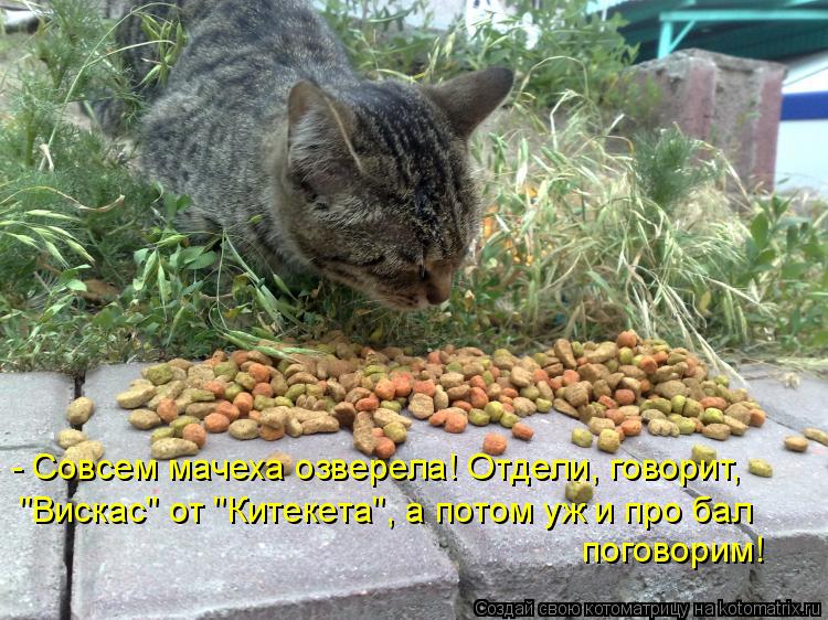 - Совсем мачеха озверела! Отдели, говорит, "Вискас" от "Китекета", а потом уж и про бал поговорим!... Котоматрица: - Совсем мачеха озверела! Отдели, говорит, "Вискас" от "Китекета", а потом уж и про бал поговорим!