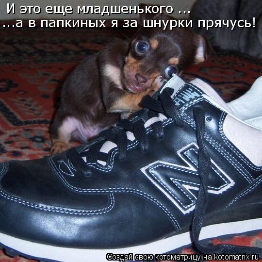 И это еще младшенького ... ...а в папкиных я за шнурки прячусь!... Котоматрица: И это еще младшенького ... ...а в папкиных я за шнурки прячусь!