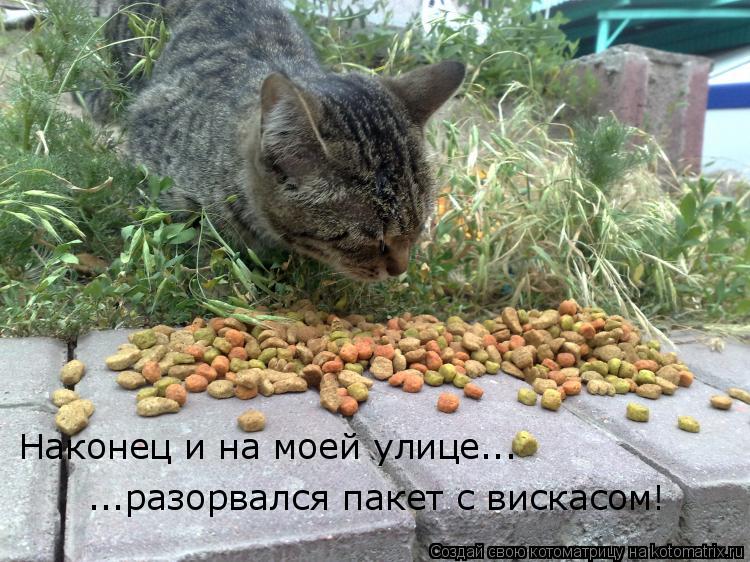 Наконец и на моей улице... ...разорвался пакет с вискасом!... Котоматрица: Наконец и на моей улице... ...разорвался пакет с вискасом!