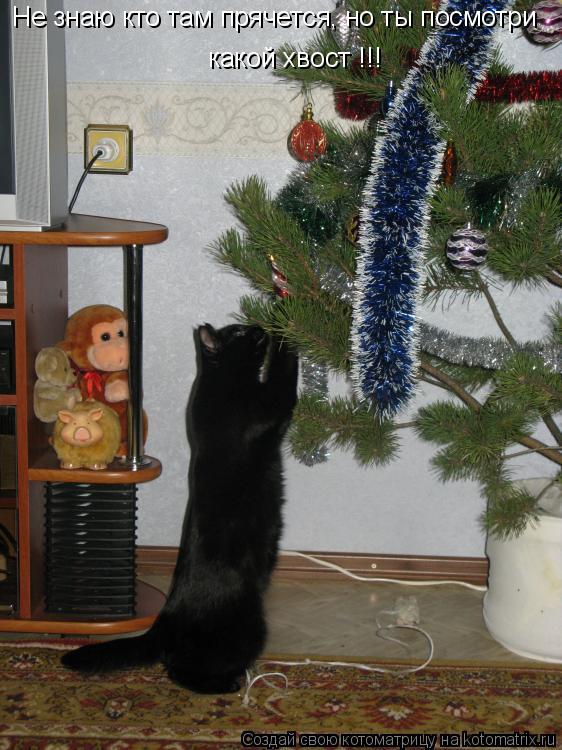 Не знаю кто там прячется, но ты посмотри какой хвост !!!... Котоматрица: Не знаю кто там прячется, но ты посмотри какой хвост !!!
