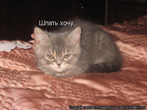 Котоматрица: Шпать хочу...
