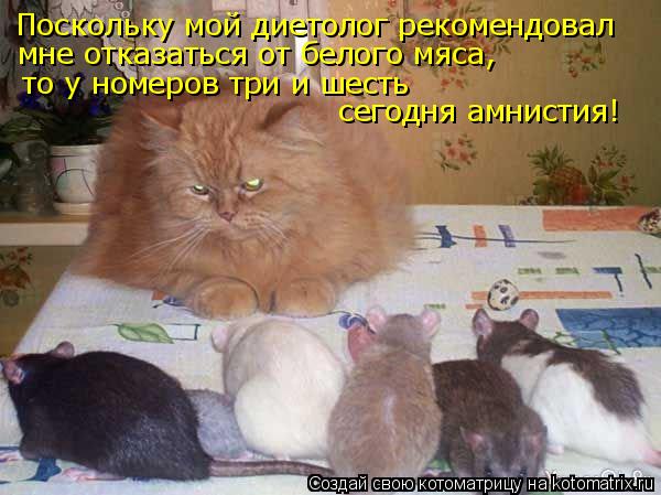 Поскольку мой диетолог рекомендовал мне отказаться от белого мяса, то у номеров три и шесть сегодня... Котоматрица: Поскольку мой диетолог рекомендовал мне отказаться от белого мяса, то у номеров три и шесть сегодня амнистия!