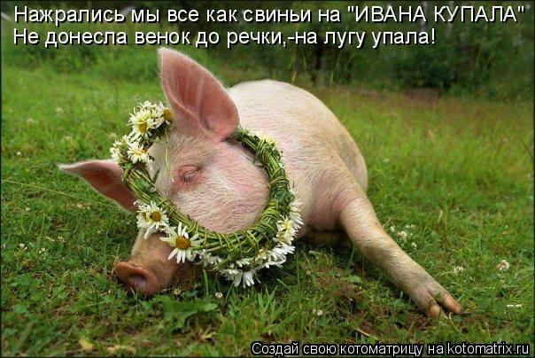 Котоматрица: Нажрались мы все как свиньи на "ИВАНА КУПАЛА" Не донесла венок до речки,-на лугу упала!