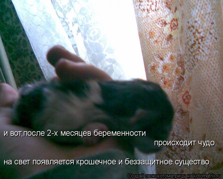 Котоматрица: и вот,после 2-х месяцев беременности  происходит чудо на свет появляется крошечное и беззащитное существо