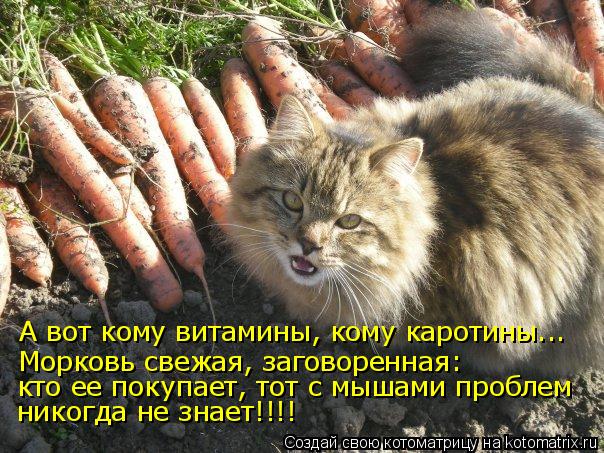 А вот кому витамины, кому каротины... Морковь свежая, заговоренная: кто ее покупает, тот с мышами про... Котоматрица: А вот кому витамины, кому каротины... Морковь свежая, заговоренная: кто ее покупает, тот с мышами проблем никогда не знает!!!!