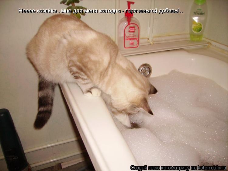 Котоматрица: Нееее хозяйка...мне для меня холодно - горяченькой добавь!..