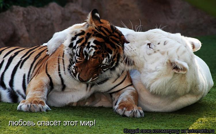 Котоматрица: любовь спасёт этот мир!