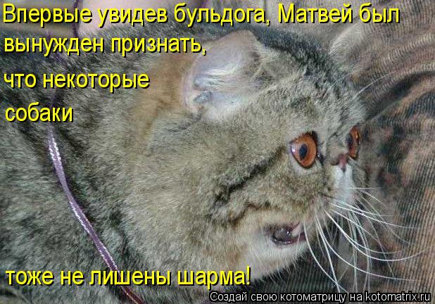 Котоматрица: Впервые увидев бульдога, Матвей был  вынужден признать,  что некоторые  собаки тоже не лишены шарма!