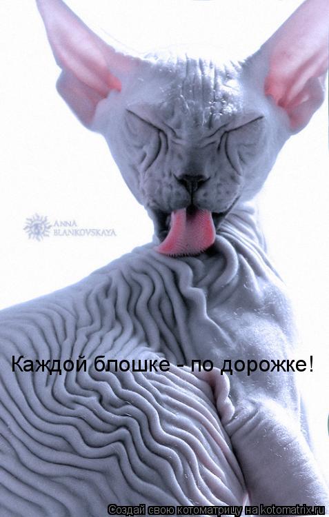 Каждой блошке - по дорожке!... Котоматрица: Каждой блошке - по дорожке!