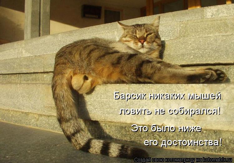 Барсик никаких мышей ловить не собирался! Это было ниже его достоинства!... Котоматрица: Барсик никаких мышей ловить не собирался! Это было ниже его достоинства!