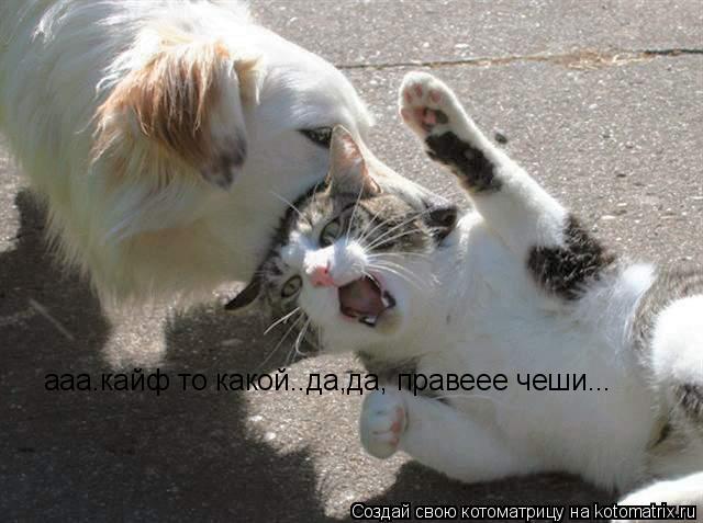 Котоматрица: ааа.кайф то какой..да,да, правеее чеши...