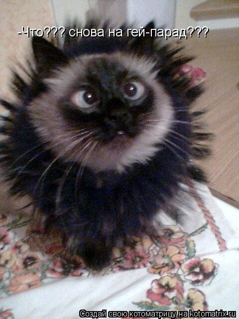 Котоматрица: -Что??? снова на гей-парад???