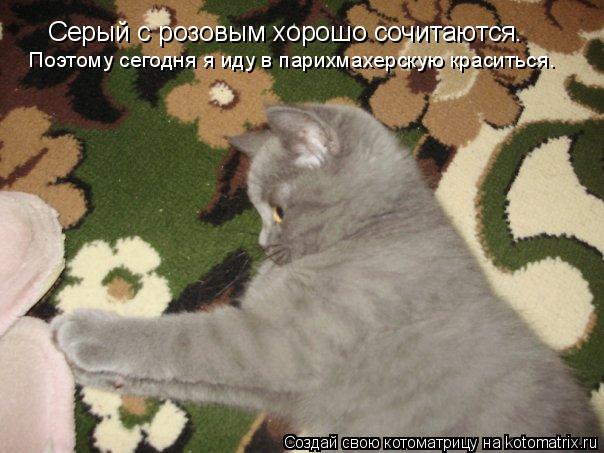 Котоматрица: Серый с розовым хорошо сочитаются. Поэтому сегодня я иду в парихмахерскую краситься.
