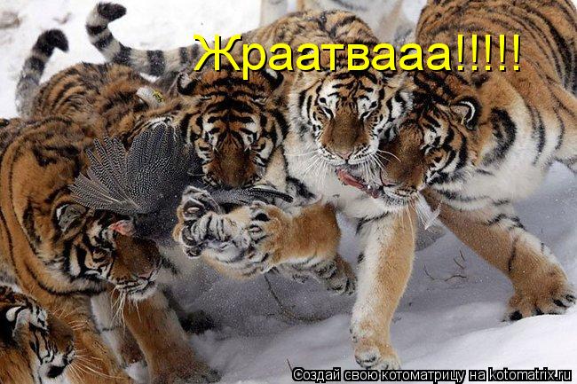 Котоматрица: Жраатвааа!!!!!