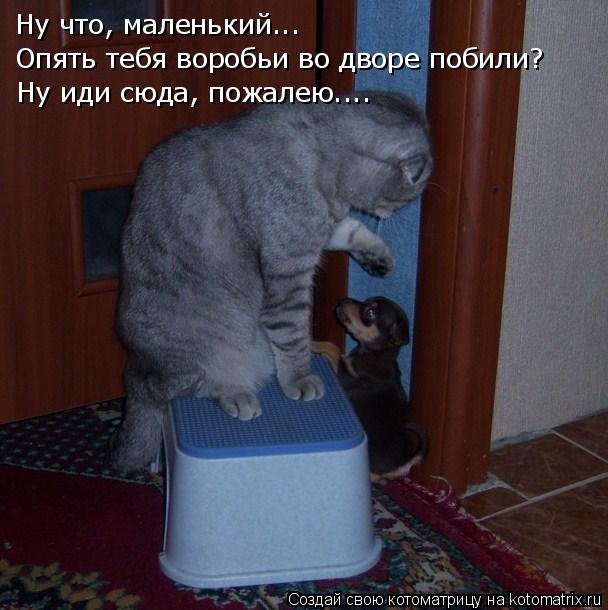 Ну что, маленький... Опять тебя воробьи во дворе побили? Ну иди сюда, пожалею....... Котоматрица: Ну что, маленький... Опять тебя воробьи во дворе побили? Ну иди сюда, пожалею....