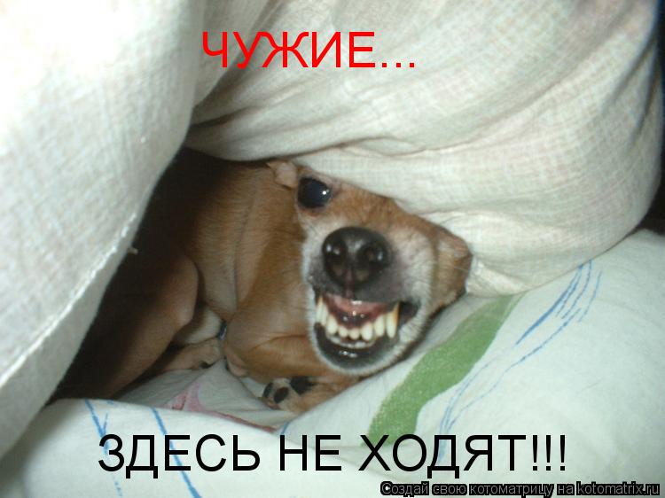 Котоматрица: ЧУЖИЕ... ЗДЕСЬ НЕ ХОДЯТ!!!