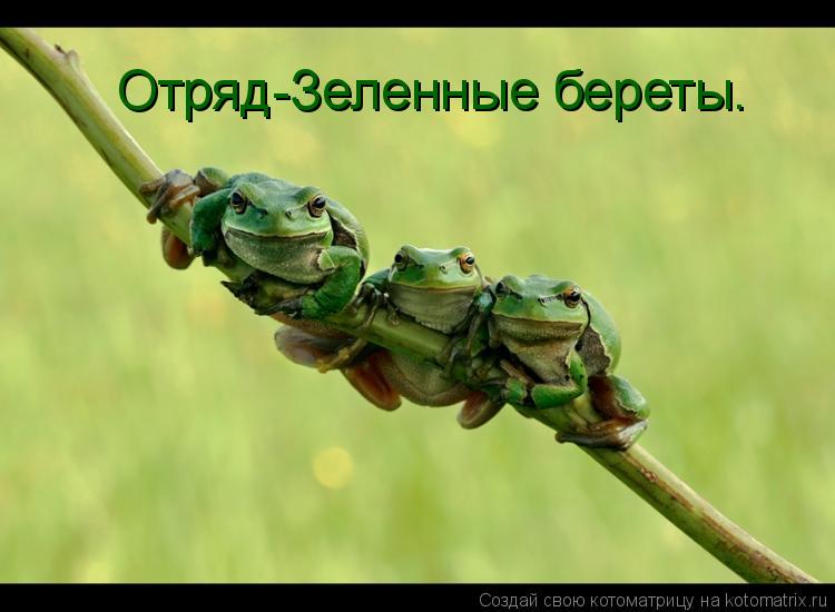Котоматрица: Отряд-Зеленные береты.