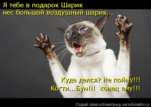 Я тебе в подарок Шарик нес большой воздушный шарик... Куда делся? Не пойму!!! Когти...Бум!!! конец е... Котоматрица: Я тебе в подарок Шарик нес большой воздушный шарик... Куда делся? Не пойму!!! Когти...Бум!!! конец ему!!!