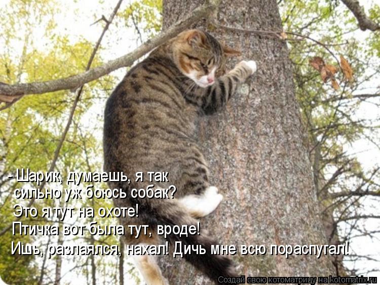 - Шарик, думаешь, я так сильно уж боюсь собак? Это я тут на охоте! Птичка вот была тут, вроде! Ишь,... Котоматрица: - Шарик, думаешь, я так сильно уж боюсь собак? Это я тут на охоте! Птичка вот была тут, вроде! Ишь, разлаялся, нахал! Дичь мне всю пораспугал!