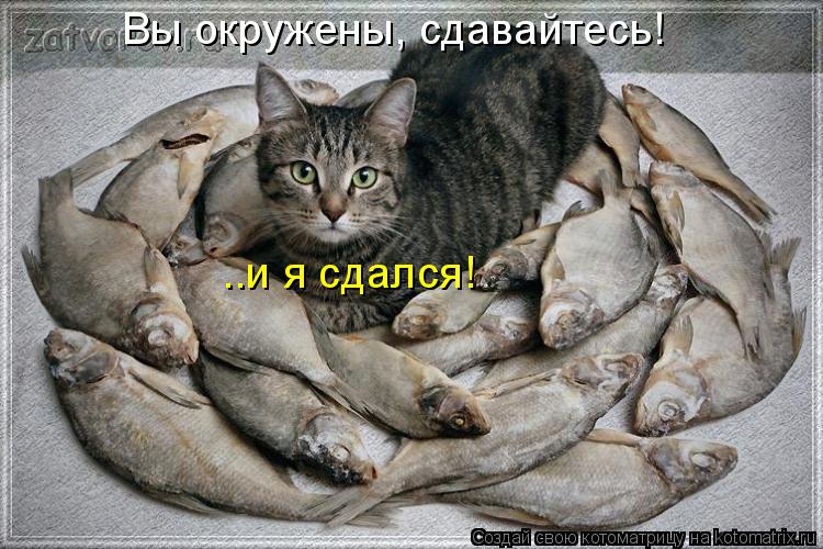 Вы окружены, сдавайтесь! ..и я сдался!... Котоматрица: Вы окружены, сдавайтесь! ..и я сдался!