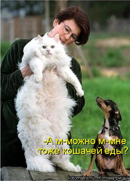 -А м-можно м-мне тоже кошачей еды?... Котоматрица: -А м-можно м-мне тоже кошачей еды?