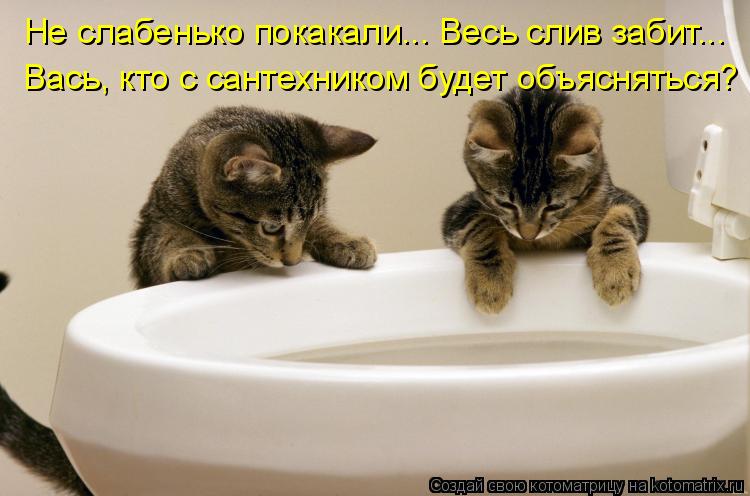 Котоматрица: Не слабенько покакали... Весь слив забит... Вась, кто с сантехником будет объясняться?