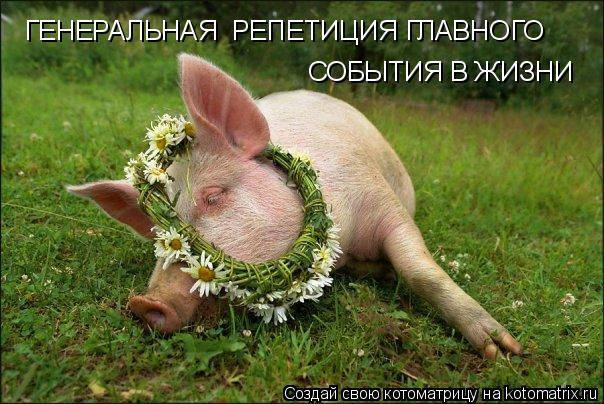 Котоматрица: ГЕНЕРАЛЬНАЯ  РЕПЕТИЦИЯ ГЛАВНОГО СОБЫТИЯ В ЖИЗНИ