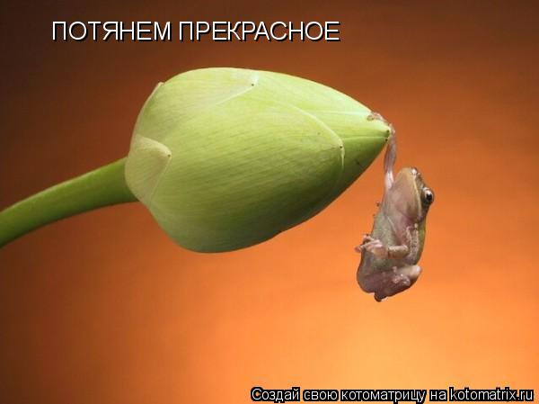 Котоматрица: ПОТЯНЕМ ПРЕКРАСНОЕ