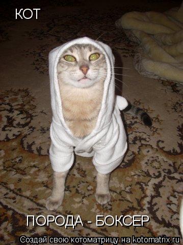 Котоматрица: КОТ  ПОРОДА - БОКСЕР