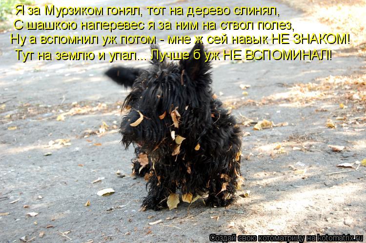 Я за Мурзиком гонял, тот на дерево слинял, С шашкою наперевес я за ним на ствол полез, Ну а вспомнил ... Котоматрица: Я за Мурзиком гонял, тот на дерево слинял, С шашкою наперевес я за ним на ствол полез, Ну а вспомнил уж потом - мне ж сей навык НЕ ЗНАКОМ! Тут на